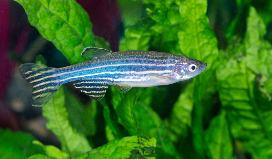 Eau douce : poissons d'eau douce, plantes aquatiques - Philanima