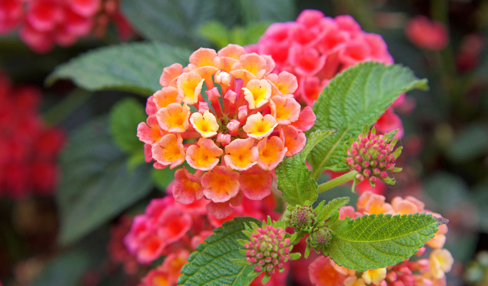 Le Lantana