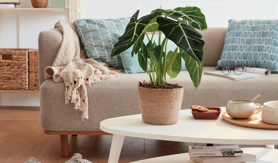 On vous plante le décor 
