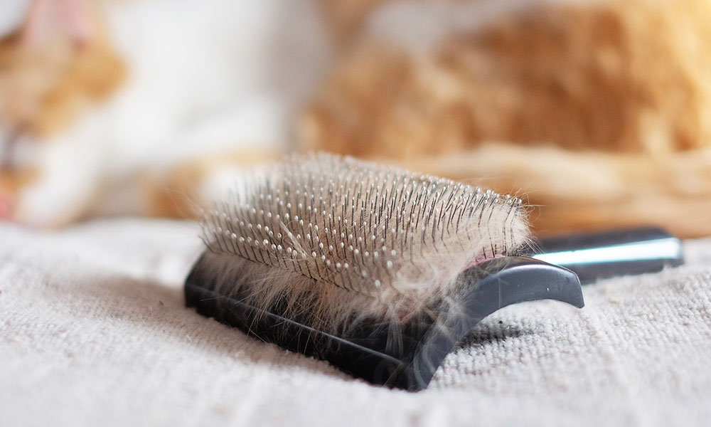 Les brosses à picots