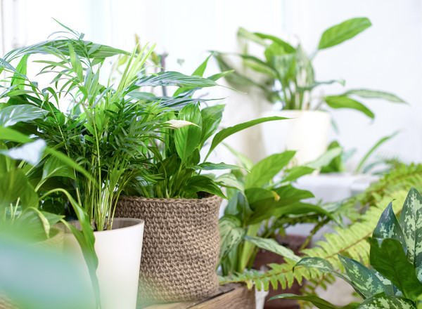 Tout savoir sur les plantes d'intérieur - Gamm vert
