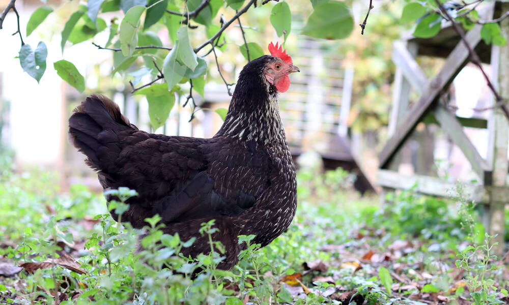 Un grand espace herbeux pour s’ébattre pour des poules sereines