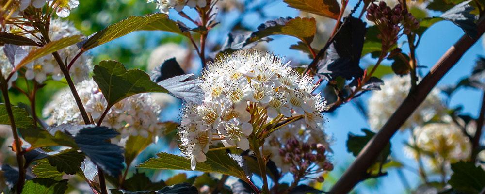 Blanc, pourpre, orange, cuivré, rouge, le Physocarpus opulifolius diabolo prends milles couleurs selon les saisons et les espèces ! 