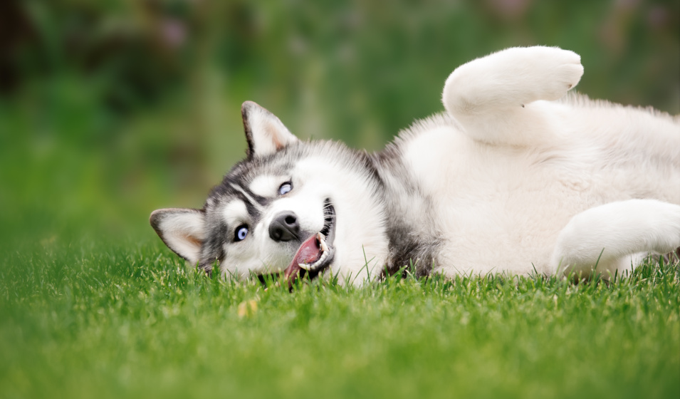 Un chiot husky se prélasse dans l'herbe