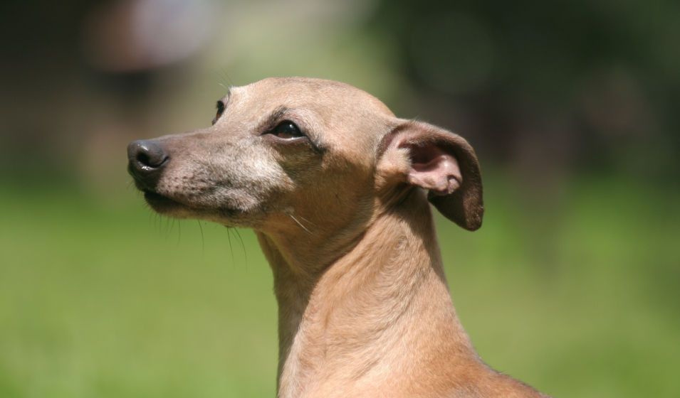 réduire aboiement chien 7