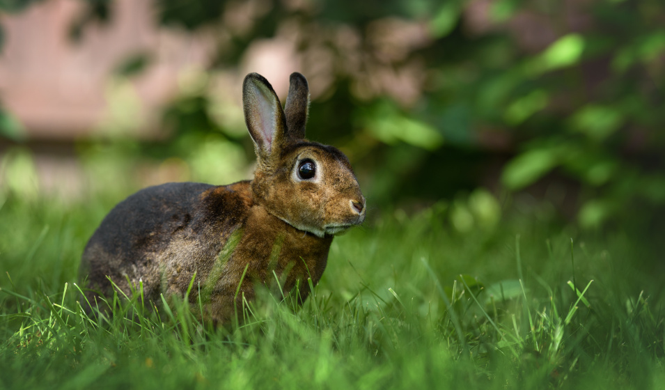 La race de lapin nain rex est née en Allemagne et aux Pays-Bas 