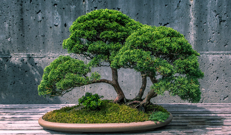 Tout savoir sur le bonsaï - Jardinet - Équipez votre jardin au