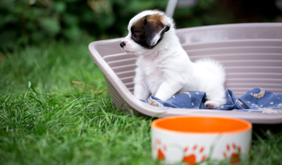 Un petit chiot dans une corbeille plastique sur l'herbe