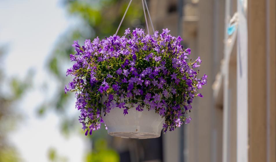Les belles clochettes en cascade 