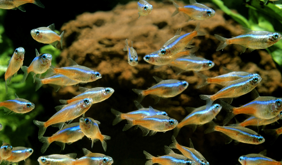 Les 8 poissons les plus adaptés pour les aquariophiles débutants - Jardiland