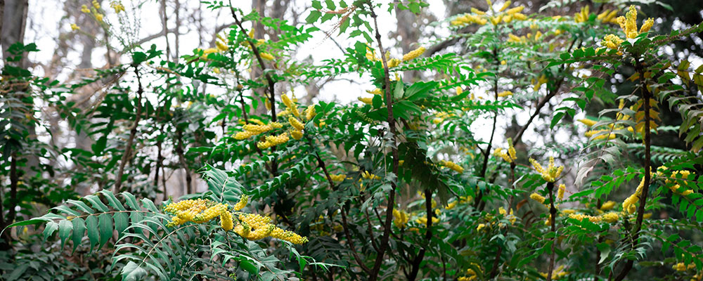 Mahonia 'Charity'