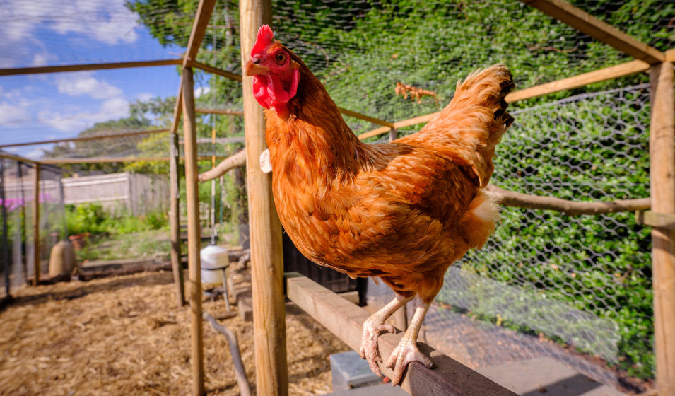 Une poule rousse sur son perchoir dans son enclos grillagé 