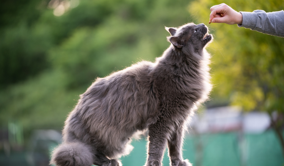 Le nombre de friandises pour chat doit être limité par jour