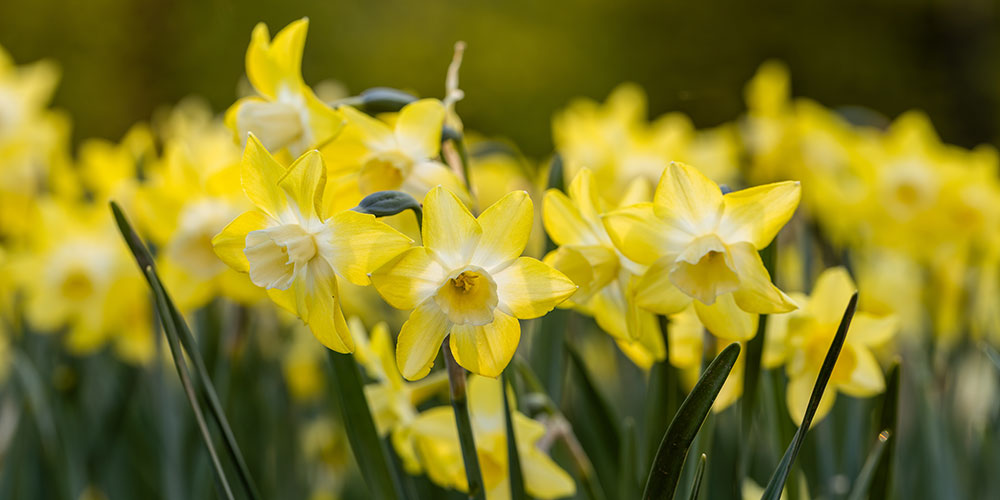 Le narcisse 'Pipit'