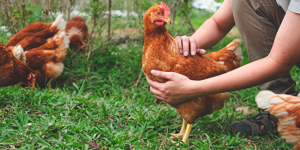 Votre poule-sitter apportera à vos poules un peu de la présence humaine à laquelle elles sont habituées