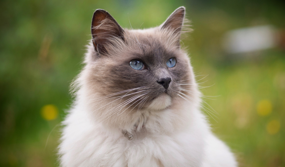 Ragdoll caractère, santé et alimentation Jardiland