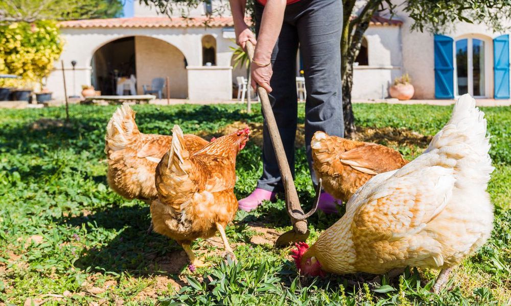 Plus vous passerez de temps avec vos poulettes, plus elles vous suivront partout ! 