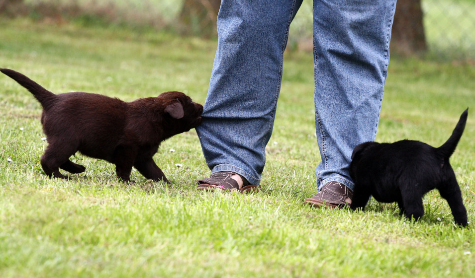 Un chiot qui mordille le fait souvent par jeu