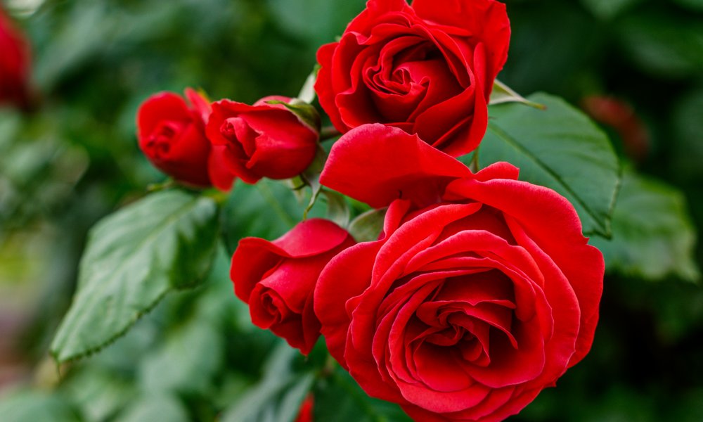 Un rosier à grandes fleurs rouges pour une déclaration passionnée