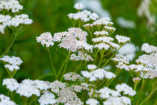 L’achillée millefeuille, une plante hôte pour les auxiliaires