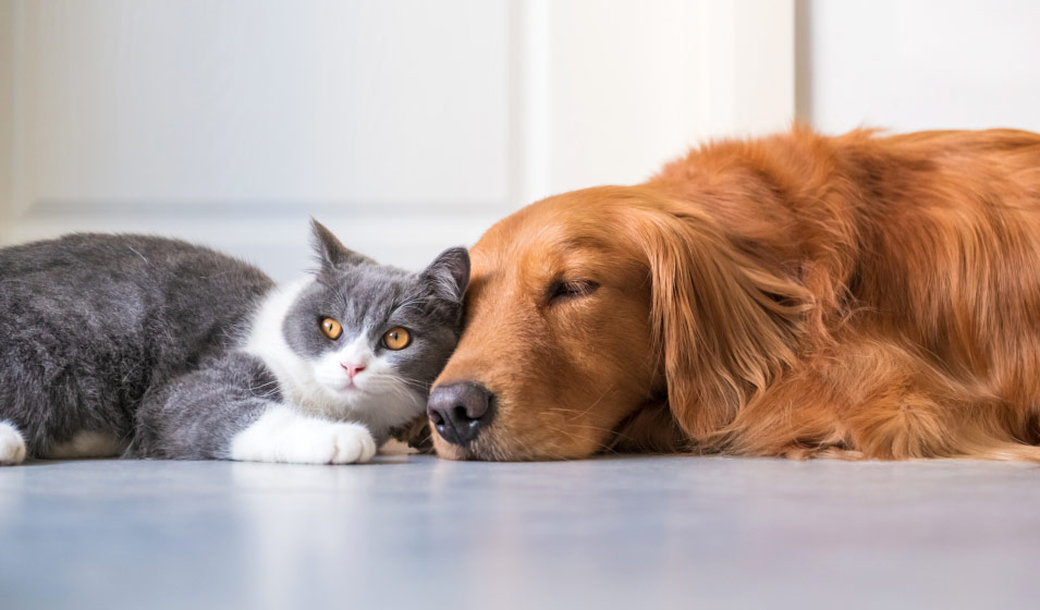 Hygiène et santé de votre chien/chat - Articles