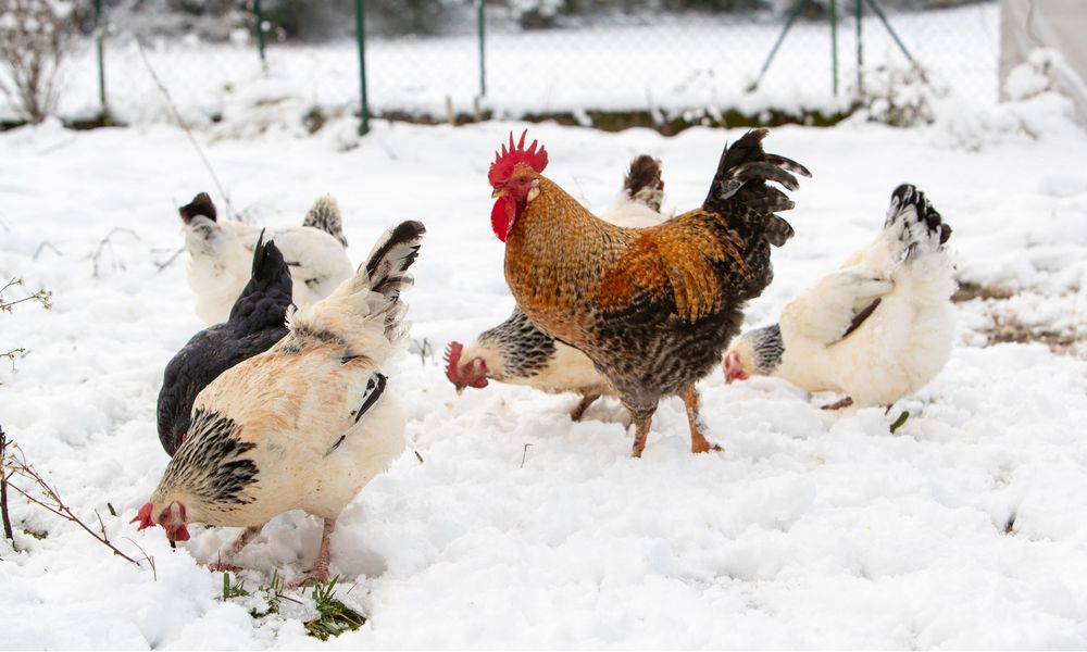 Les poules ne craignent pas la neige 