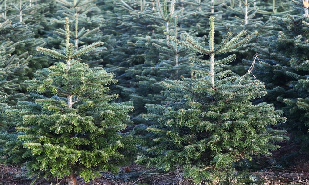 Denses, réguliers et bien droits, ces petits Nordmann feront de beaux sapins de Noël