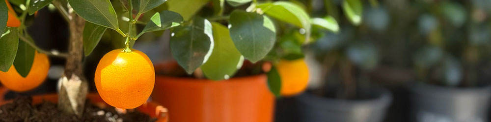 calamondin