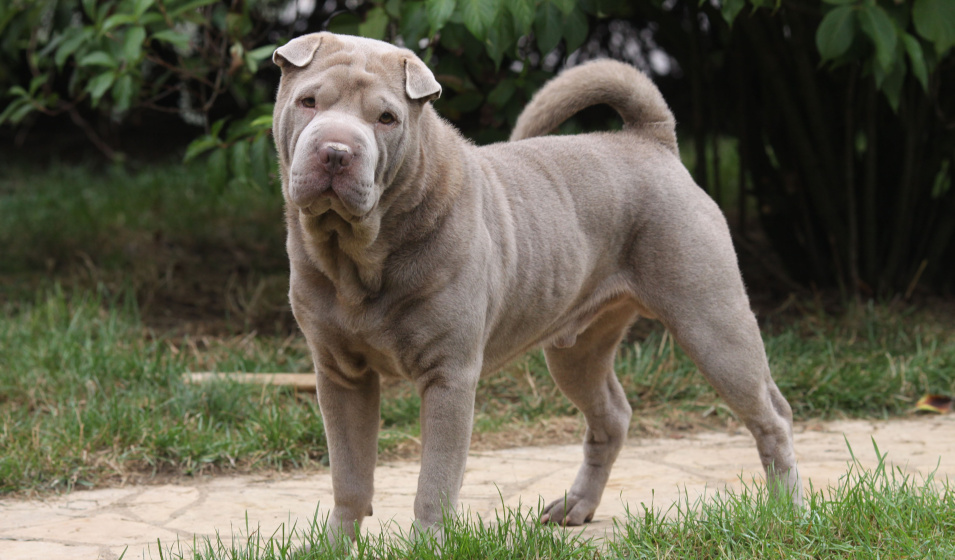 Un chien shar pei couleur gris bleu au regard tendre 