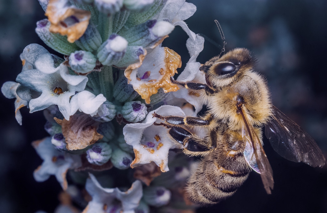 D Couvrez Les Bienfaits Du Pollen Sur Notre Corps Jardiland