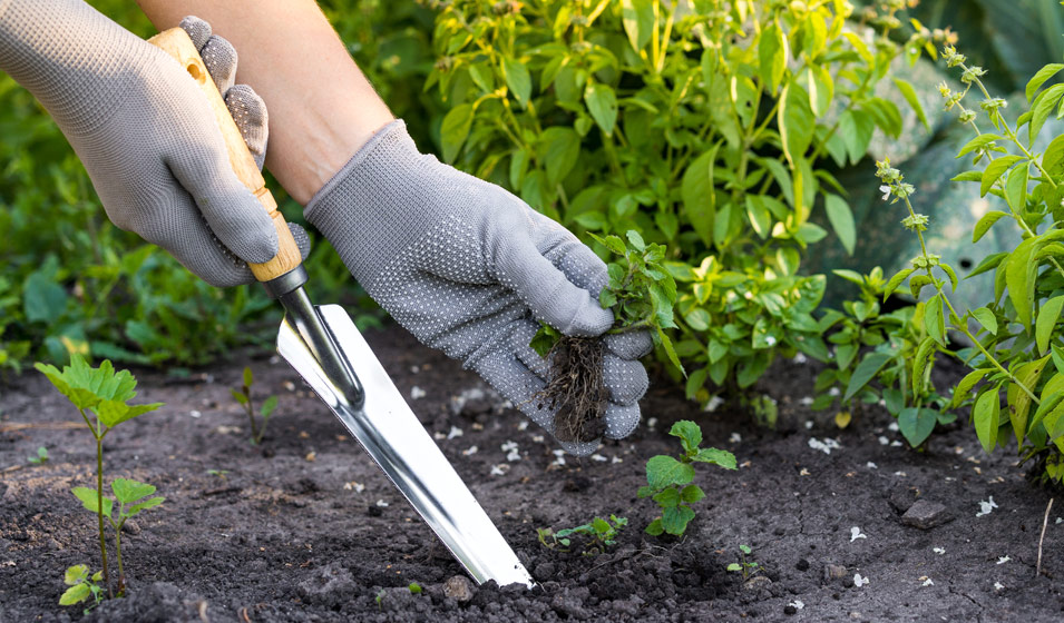 Les 10 outils indispensables du jardinier amateur