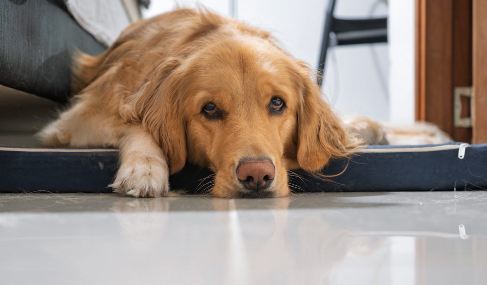 Un chien golden retriever âgé est allongé sur son matelas