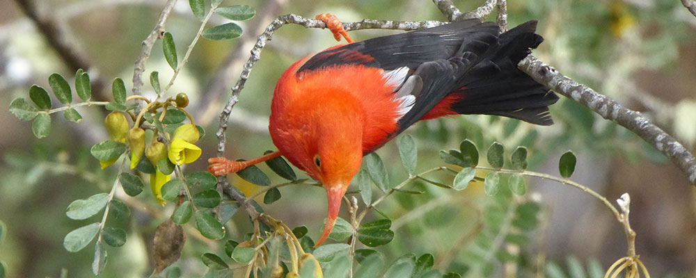 Le Iiwi rouge hawaïen