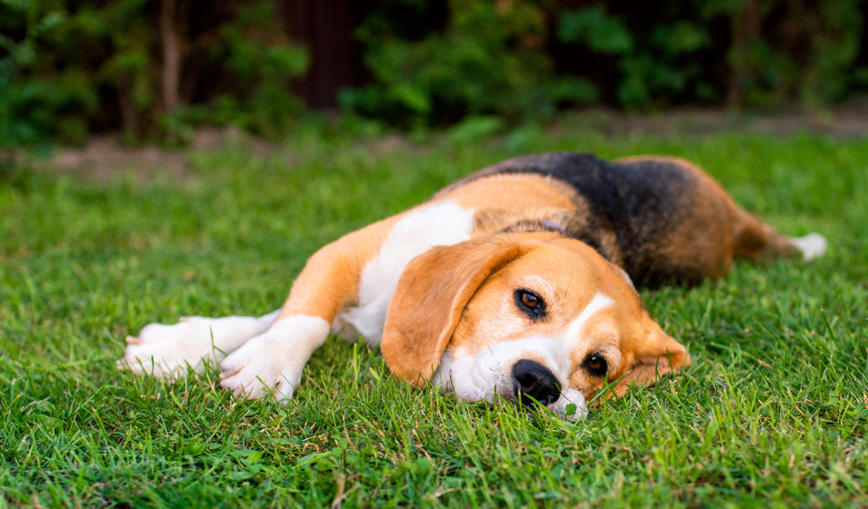 Il est très utile de savoir repérer les vomissements inquiétants chez un chien 
