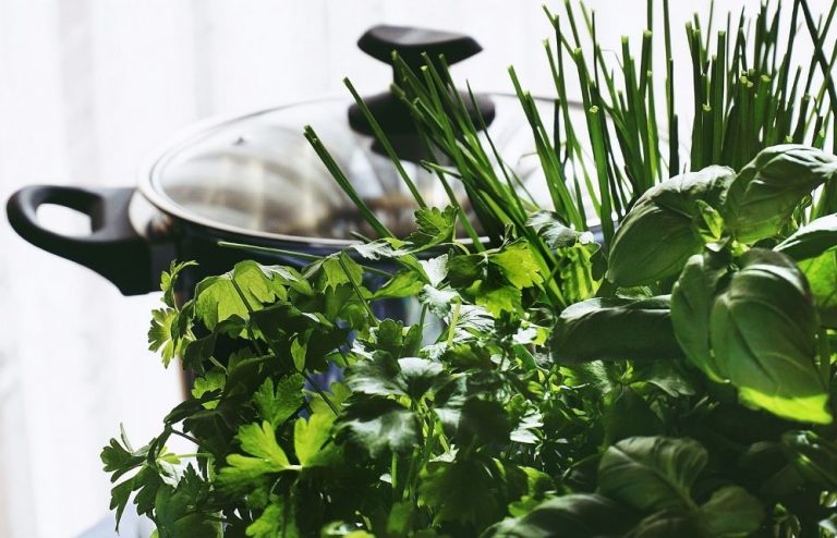 Top 7 des plantes pour décorer sa cuisine - Jardiland