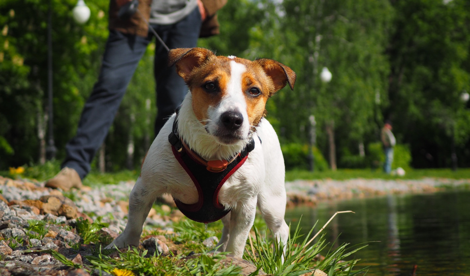 Un chien jack russell terrier avec laisse et harnais se promène avec son maître dans la nature 
