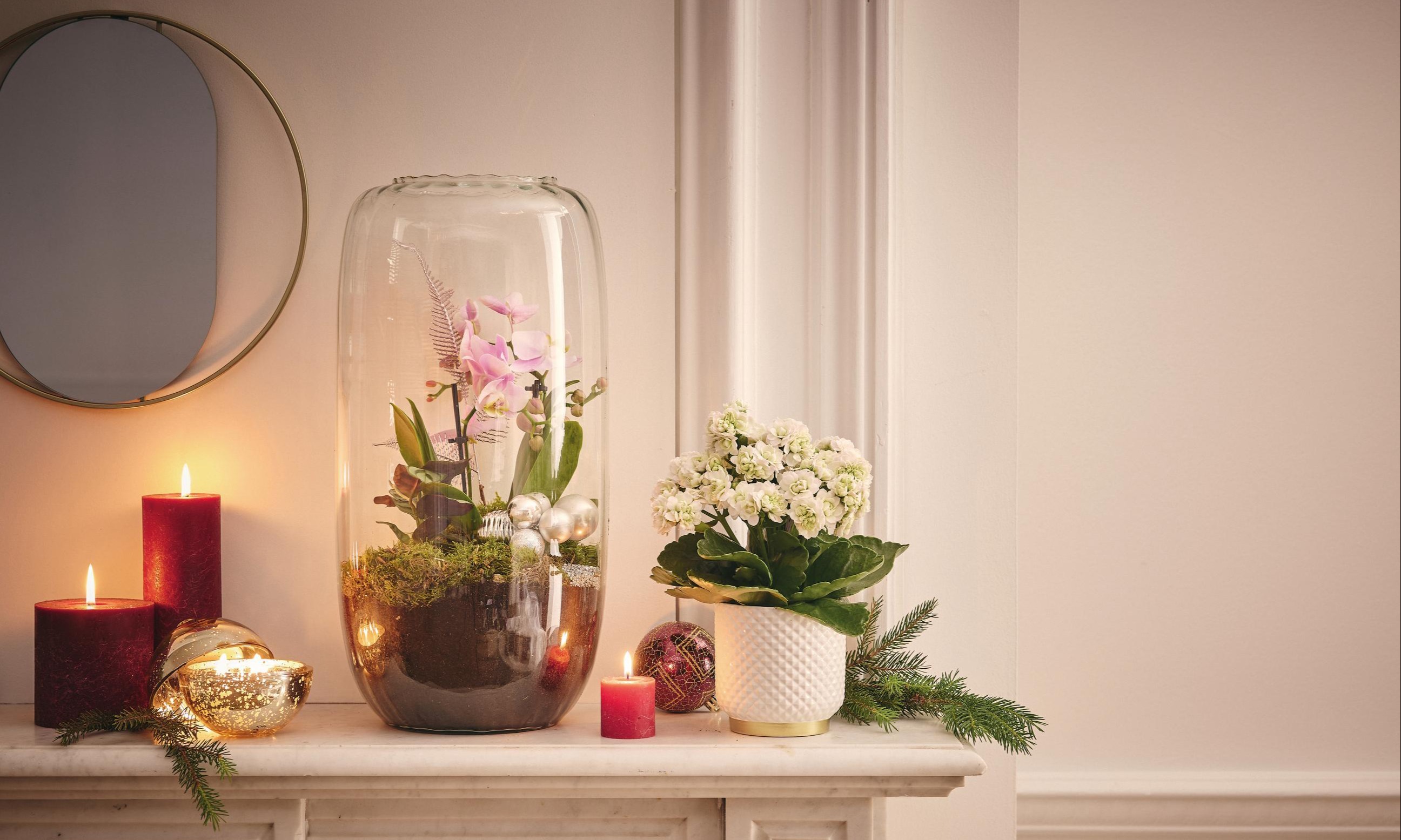Top 7 des plantes en fleurs pour Noël