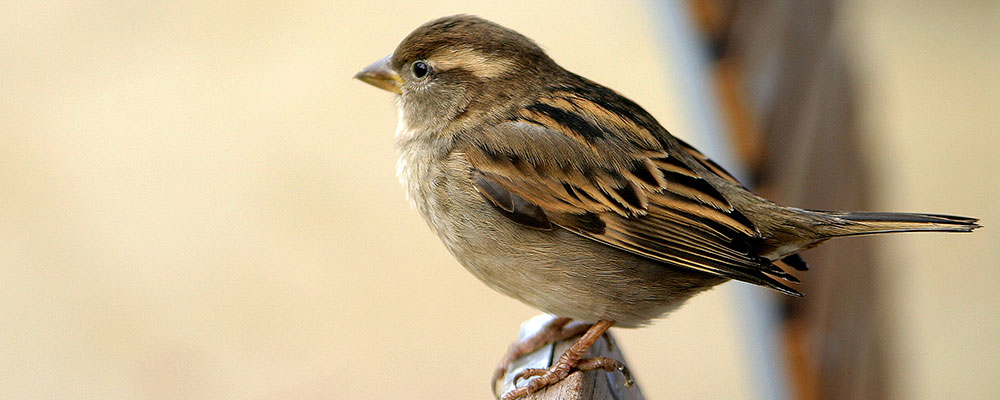Identifier le moineau