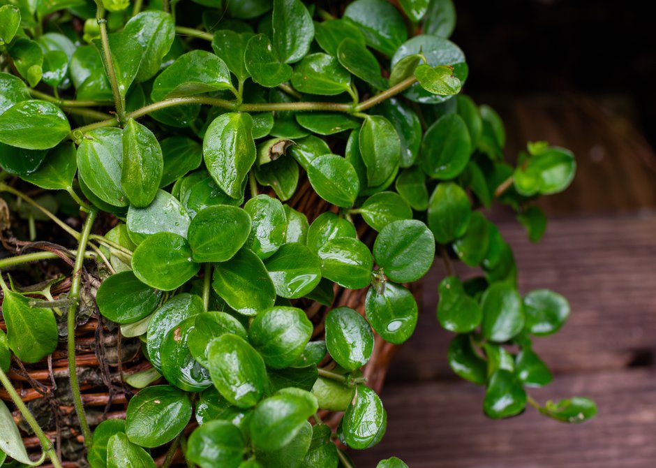 8 plantes d'intérieur retombantes à suspendre ou à poser sur une — free download