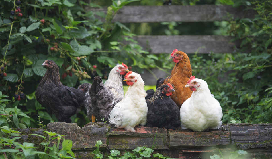 Un groupe de poules noires, blanches et rousses se reposent dans le jardin
