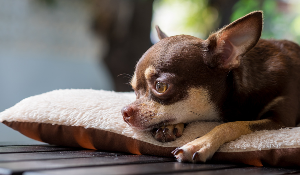Les chiens aussi peuvent souffrir d'anxiété ! 