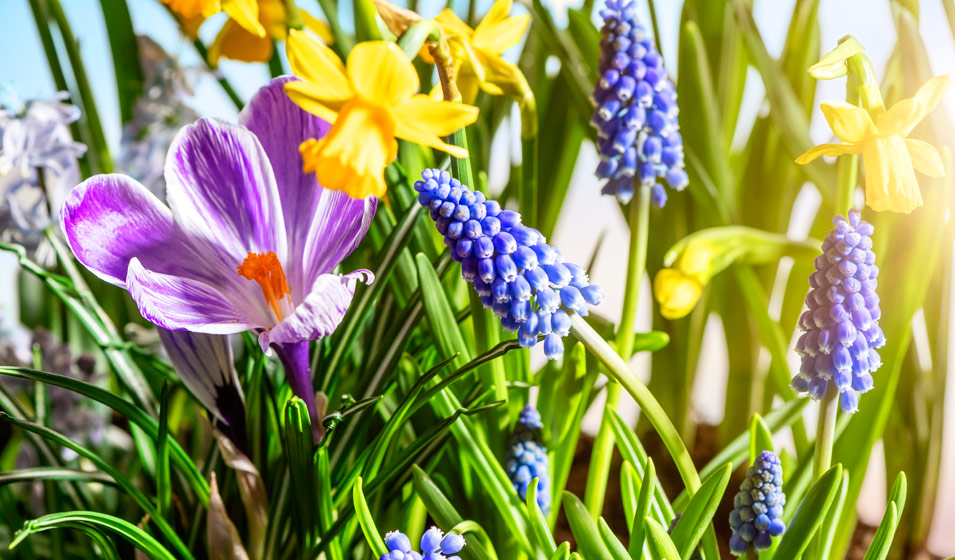 30 fleurs de printemps : les plus belles !  Fleurs automne, Fleurs  printemps, Jardins