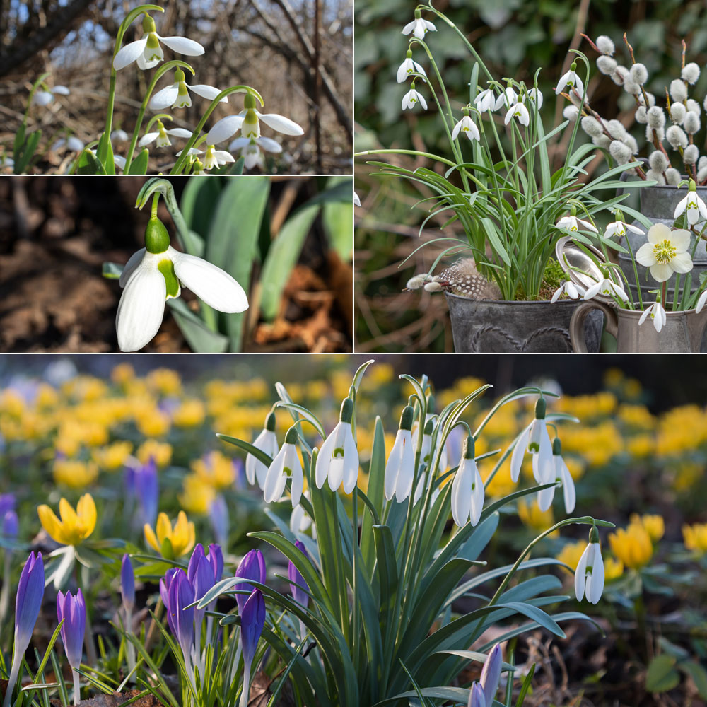 1- Le perce-neige géant, 2- Le perce-neige de Colchide, 3- Une jolie potée de perce-neige et de roses de Noël, 4- Une jolie scène du mois de février  