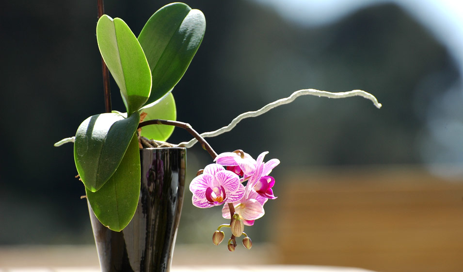 Orchidées : espèces, soins et conseils d'entretien