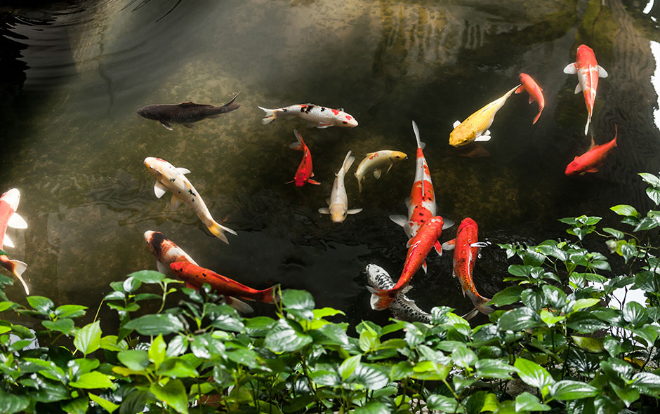 Les probiotiques et prébiotiques pour la santé des poissons de bassin