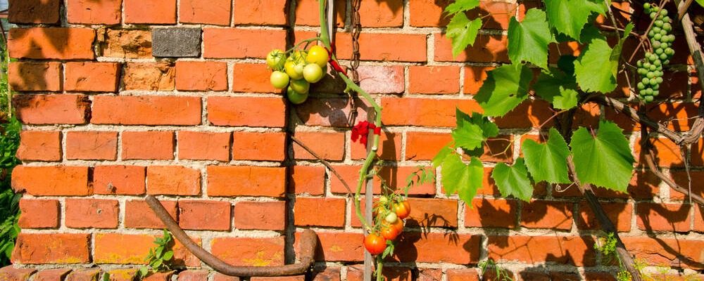 Un pied de tomates qui s'efforce de grimper sur un mur, heureusement aidé par le jardinier qui l'y a accroché