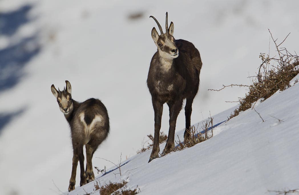https://images.ctfassets.net/b85ozb2q358o/2Xc1jFFm5E83LxF4OLIcZI/21a8422cdd021ee5000e78e2509e600d/6-animaux-a-observer-a-la-montagne-l-hiver-1.jpg