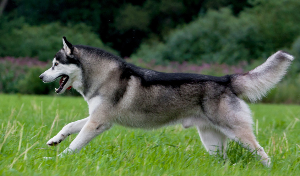 Le husky sibérien est un chien actif