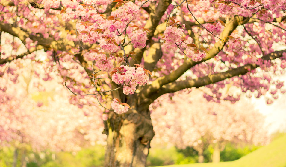 Quand et comment tailler un cerisier ? Jardiland — free download