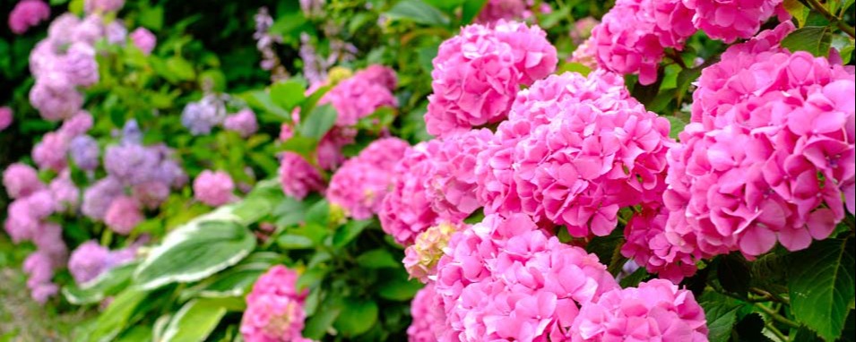 Oh, la belle rose